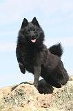 SCHIPPERKE 041